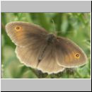 Maniola jurtina - Grosses Ochsenauge 21.jpg